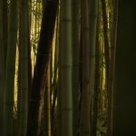 Bamboo Cotton In Our Collections